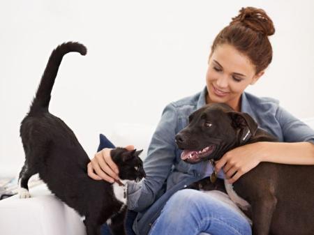 Poistenie psa a mačky: Ako získať kvalitnú ochranu bez mesačných poplatkov?